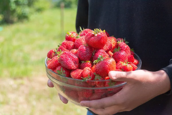 Vase Large Ripe Red Strawberries Hands — Stock Photo, Image