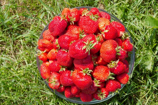 Vase Large Ripe Red Strawberries Stands Grass — Stock Photo, Image