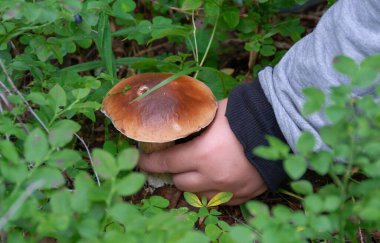 Bir çocuğun eli ormanda beyaz bir mantar topluyor..