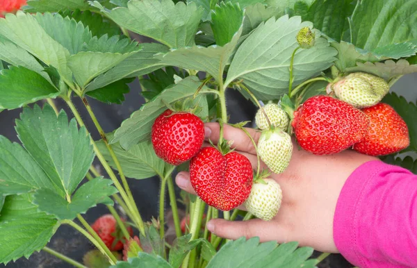 Fresh Ripe Strawberries Leaves Child Palm — Stock Photo, Image