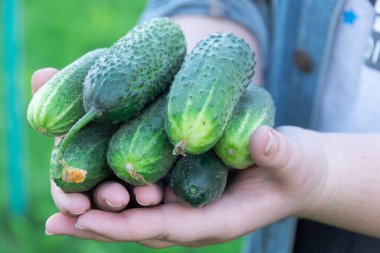 Taze yeşil salatalıklar ellerinde. 