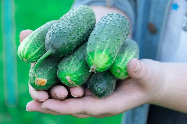 Verse Rijpe Groene Komkommers Handen Stockafbeelding