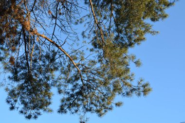 Uzun, yaşlı bir çam ağacı dallarını gökyüzüne kaldırır.. 