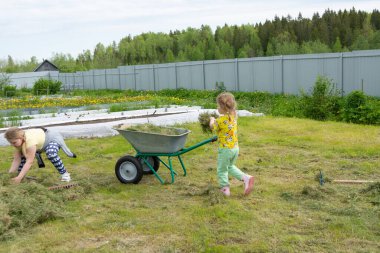 Çocuklar çimleri tarladan kaldırmaya yardım eder..