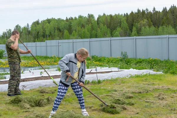 Kinder Helfen Das Gemähte Gras Vom Feld Entfernen — Stockfoto