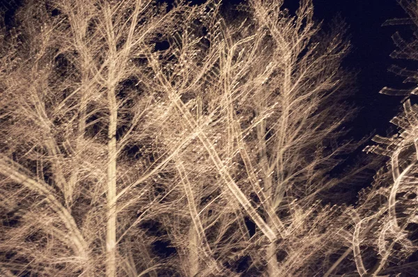 森の中で夜に風によって枝を移動します ハンガリーフラッシュ写真 — ストック写真