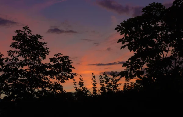 Detalle Del Atardecer Parque Viena Austria Fotografía Callejera — Foto de Stock