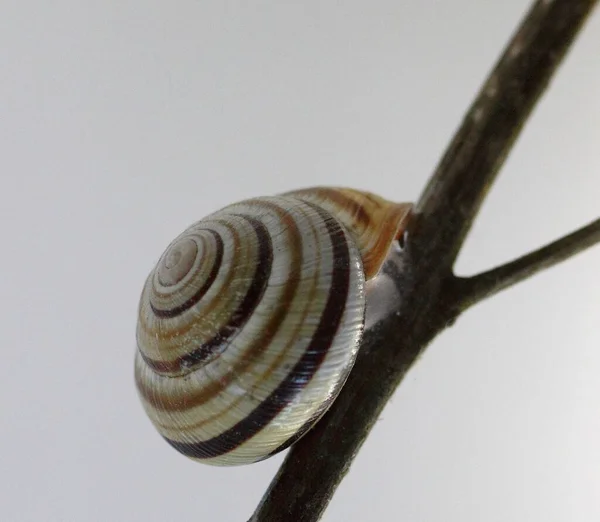 Close Caracol Fundo Branco — Fotografia de Stock