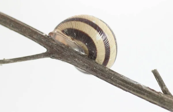 Close Caracol Fundo Branco — Fotografia de Stock