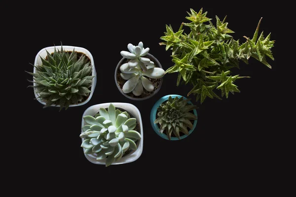 Pot Kaktus Dengan Warna Berbeda Pada Latar Belakang Hitam Dalam — Stok Foto