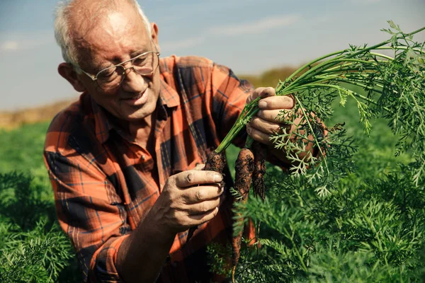 Senior farmer in field examining the carrots in his hands