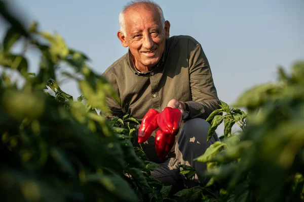 Senior farmer standing in paprika field examining vegetables.