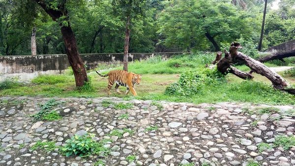 Tigris Sétál Chatbeer Állatkertben Chandigarh — Stock Fotó