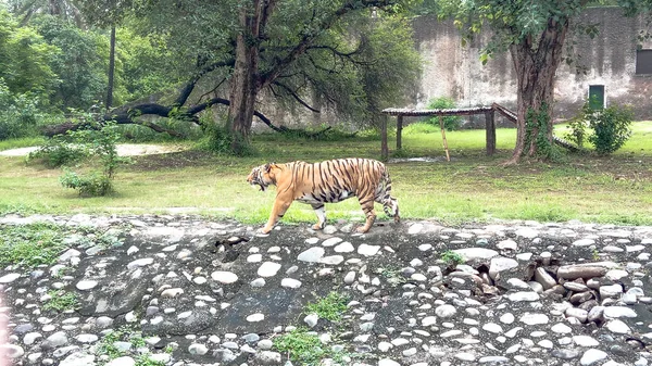 Tigris Sétál Chatbeer Állatkertben Chandigarh — Stock Fotó