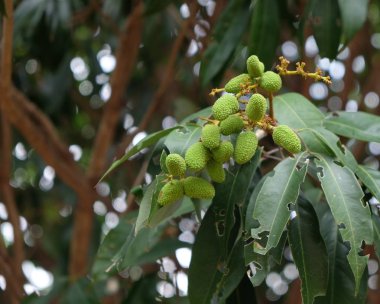 Genç yeşil Lychee grubu çok taze tatlı meyvelerdir, doku ve arka plan için yakın çekim.