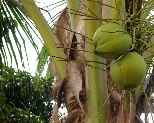 Kelapa Hijau Pohon Palem Daerah Tropis — Stok Foto