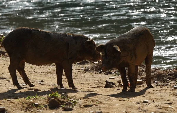 Две Милые Поросята Свиноферме — стоковое фото
