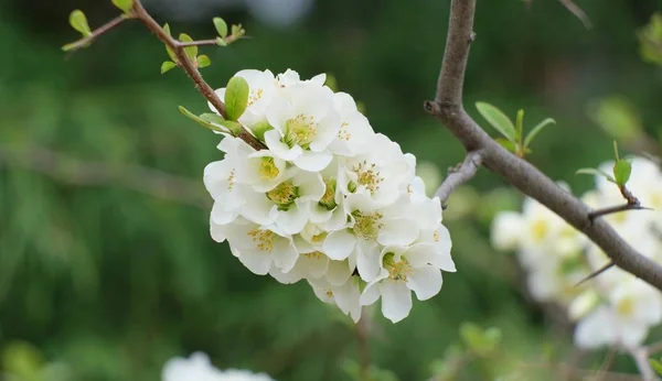 Närbild Vit Sakura Blomma Blommande Grenar Med Suddig Bakgrund Körsbär — Stockfoto