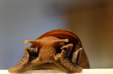 Koçandaki haşlanmış mısırı yakından çek. Sıcak taze pişmiş mısır..