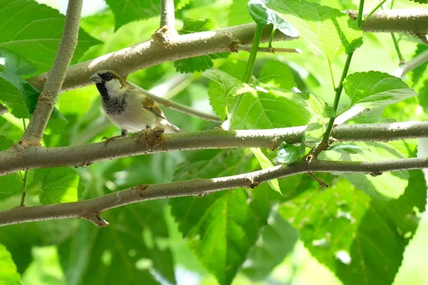 Petit Oiseau Couleur Grise Est Assis Sur Branche Arbre Dans — Photo