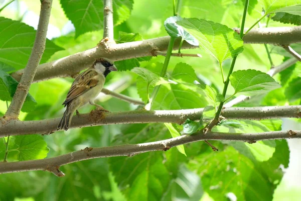 公園の木の枝には小さな灰色の鳥が座っている — ストック写真