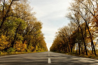 Sonbahar güneşli bir günde araba pahalı olur.