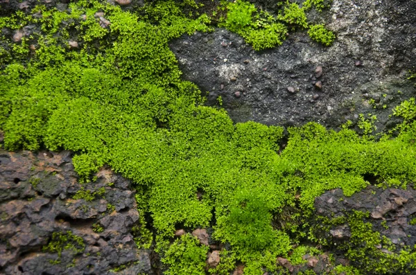 Yosun bitki arka plan taş zemin Bahçe Kamphaeng Phet tarihi Park at üzerinde bir arkeolojik site ve Aranyik alanda Kamphaeng Phet, Tayland olduğunu