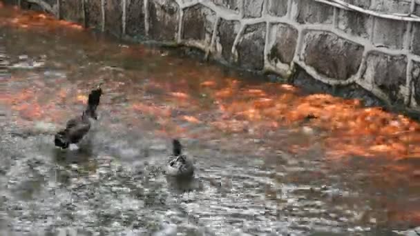 Pato Carpa Extravagante Peixes Koi Nadando Dança Bonita Enquanto Pessoas — Vídeo de Stock