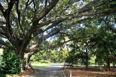 Büyük ağaçlar ve birçok tesisi Bahçe Kings Park ve Botanik Bahçesi Perth, Avustralya