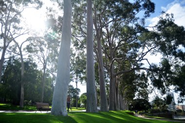 İnsanlar oturup dinlenmek ve ulusal devlet savaş anıtı kenotaph yakınındaki Kings Park ve Botanik Bahçe piknik Western Avustralya 15 Mayıs 2016 üzerinde Perth, Avustralya'anısına
