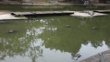Nakhon Pathom, Thailand parkta arayan kişi ziyaret seyahat etmek uyku ve dinlenme ve yüzme havuzu için timsahlar göster