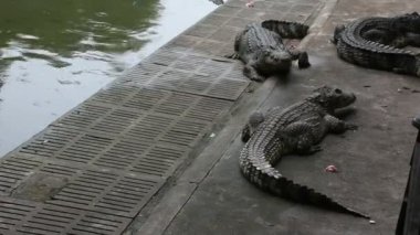 Nakhon Pathom, Thailand parkta arayan kişi ziyaret seyahat etmek uyku ve dinlenme ve yüzme havuzu için timsahlar göster