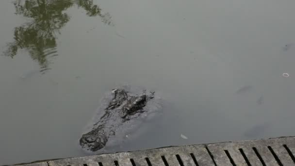 Krokodiler Sover Och Vilar Och Simning Poolen För Visa Resenärer — Stockvideo
