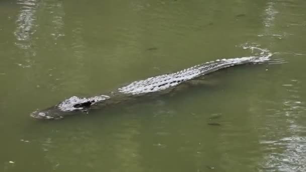 Krokodýli Spánek Odpočinek Koupání Bazénu Pro Ukázat Cestovatelé Navštíví Lidí — Stock video