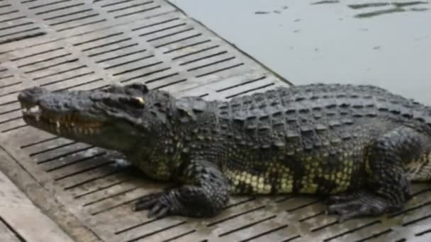 Cocodrilos Durmiendo Descansando Nadando Piscina Para Los Viajeros Del Espectáculo — Vídeo de stock