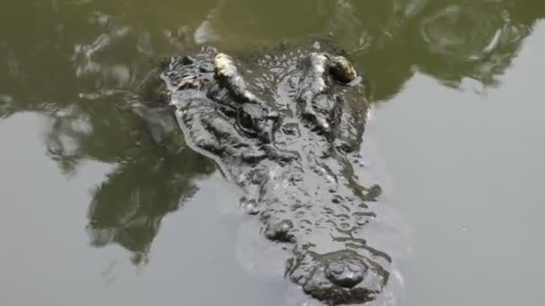Крокодили Сну Відпочинку Купання Басейні Відображення Мандрівників Люди Відвідують Дивлячись — стокове відео
