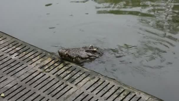 Cocodrilos Durmiendo Descansando Nadando Piscina Para Los Viajeros Del Espectáculo — Vídeos de Stock