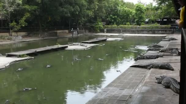 Krokodyle Spanie Odpoczynek Kąpiel Basenie Dla Pokaż Podróżujący Osób Odwiedza — Wideo stockowe