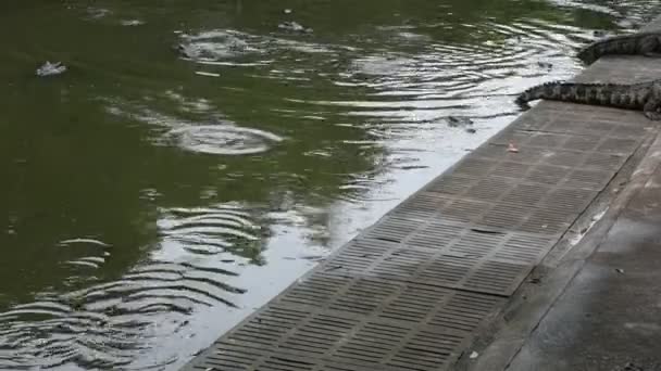 Cocodrilos Durmiendo Descansando Nadando Piscina Para Los Viajeros Del Espectáculo — Vídeos de Stock