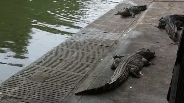 Coccodrilli Dormire Riposare Nuotare Piscina Viaggiatori Spettacolo Persone Visitano Guardando — Video Stock