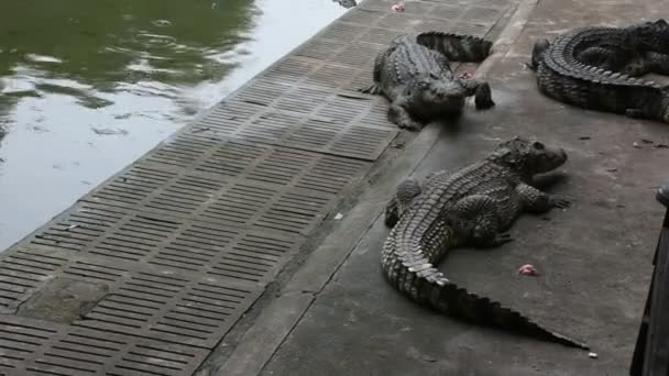 Coccodrilli Dormire Riposare Nuotare Piscina Viaggiatori Spettacolo Persone Visitano Guardando — Video Stock