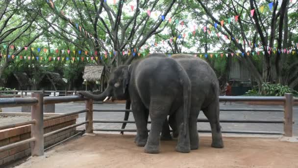 Jeunes Éléphants Debout Attente Voyageurs Les Gens Visitent Regardent Nourrissent — Video