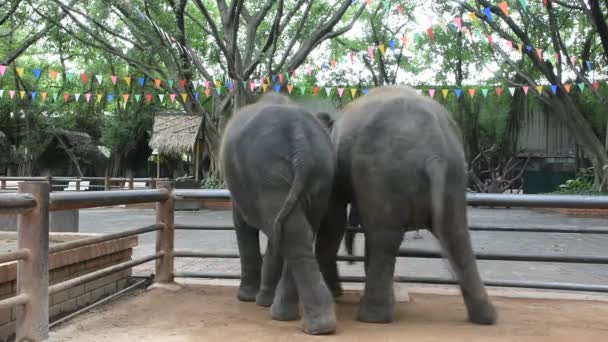 Junge Elefanten Stehen Und Warten Reisende Die Juli 2018 Nakhon — Stockvideo