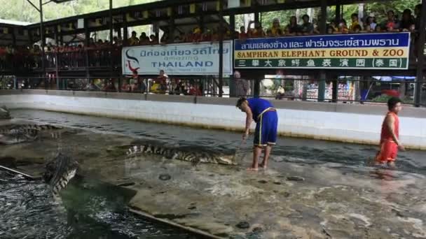 Crocodile Wrestling Show Thai People Travelers Foriegner Looking Samphran Elephant — Video Stock