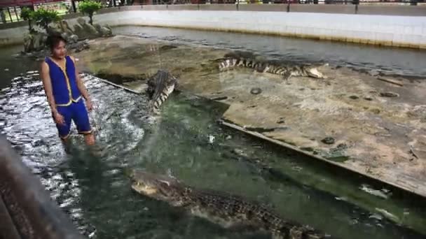 Crocodile Wrestling Show Thaifolk Rejsende Foriegner Kigger Samphran Elephant Ground – Stock-video