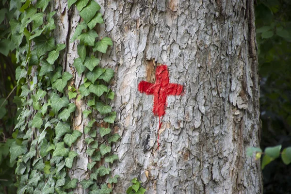 Painting red cross on the big tree in garden of public park