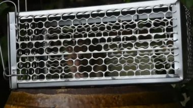 Kahverengi fare veya Rattus norvegicus sıçan kafesin içine tuzak