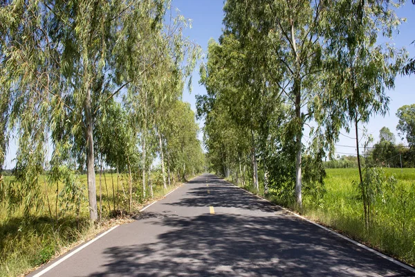 ヤソートーン タイの田舎でユーカリの木と田んぼで小さな道路 — ストック写真