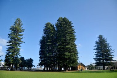 Avustralya insanlar ve yabancı yolcuları seyahat ziyaret ve oyun rahatla Esplanade Parkı Marine Terrace Sokağı'nda Fremantle liman kenti üzerinde 28 Mayıs 2016 üzerinde Perth, Avustralya