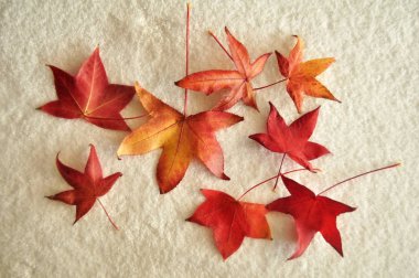 Beyaz Kumaş Pamuk arka plan üzerinde kırmızı akçaağaç yaprağı 